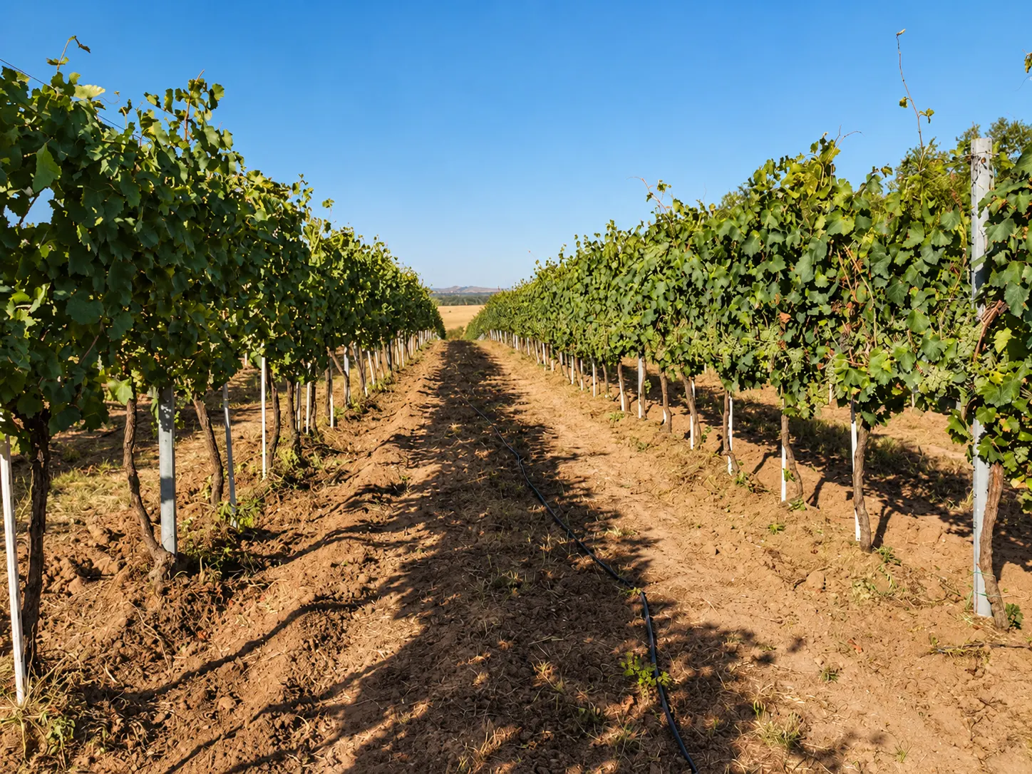 I vigneti Lotti