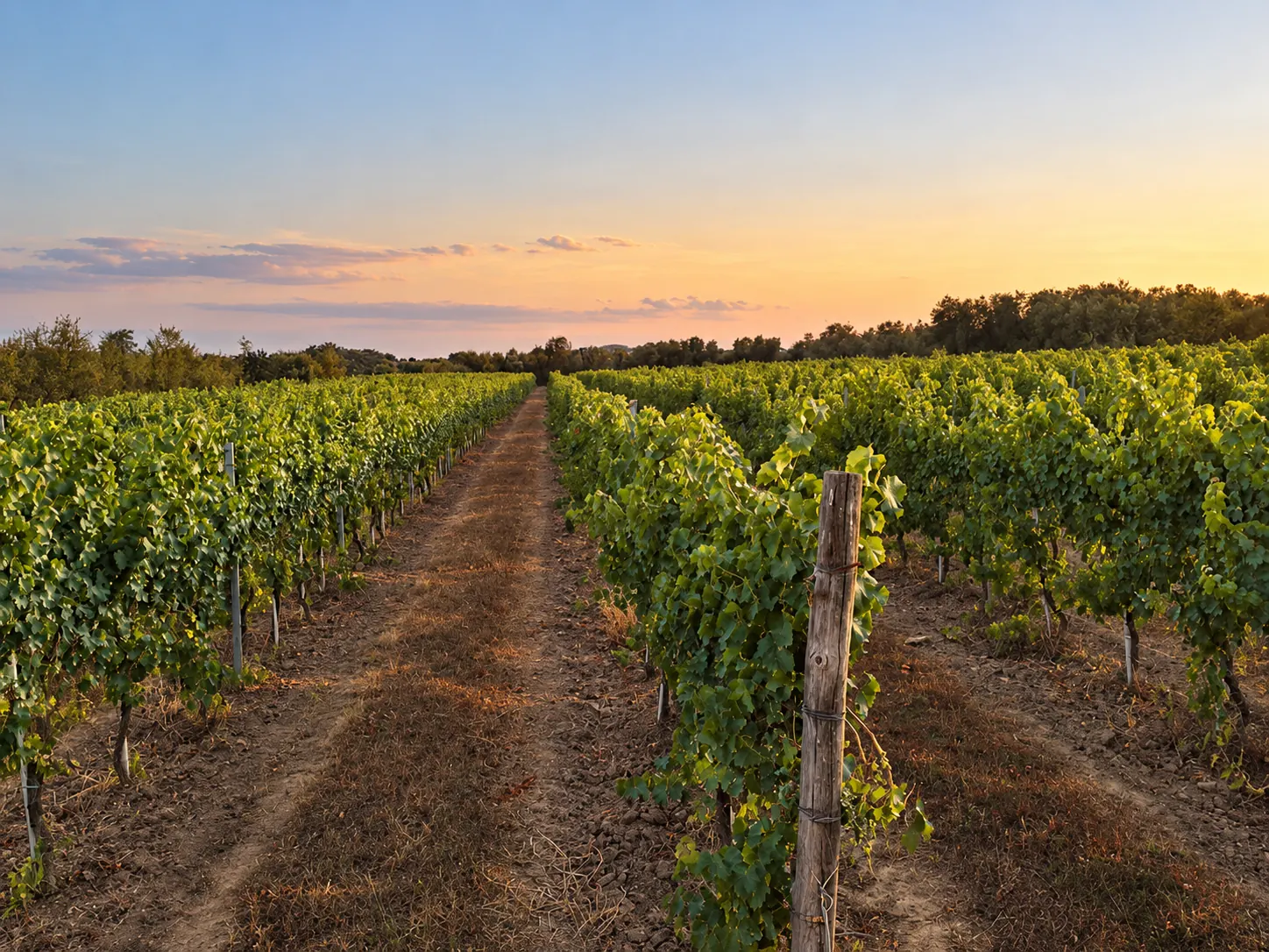 I vigneti Lotti al tramonto