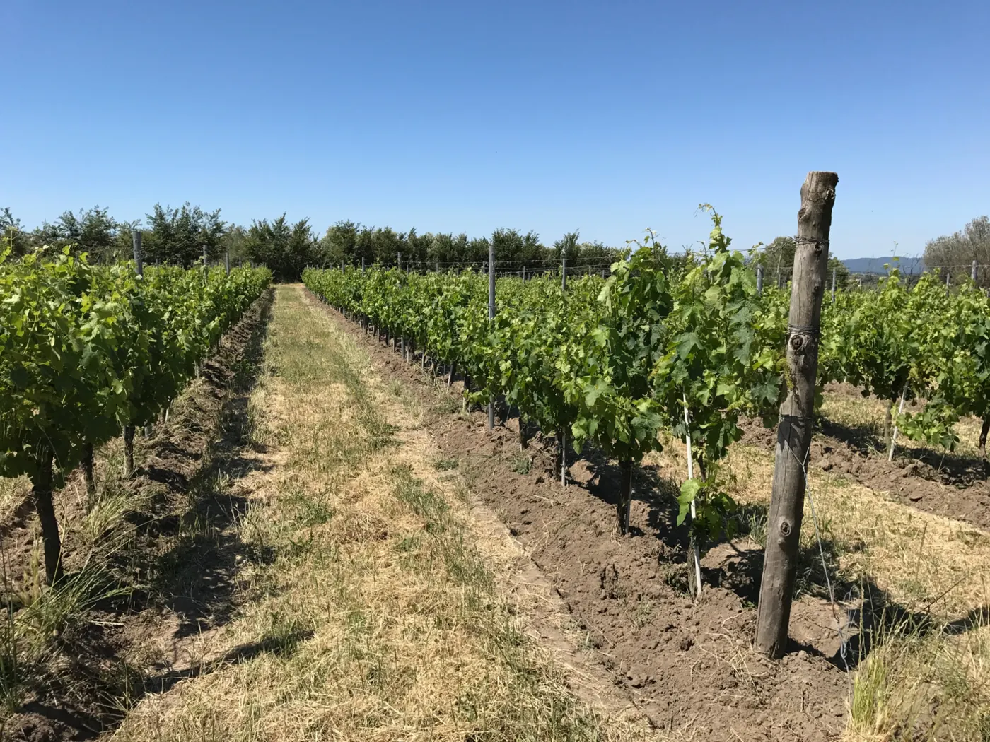 I vigneti Lotti